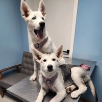 Blue Cross Animal Hospital ico