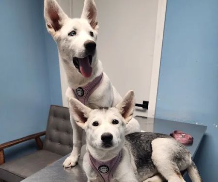 Blue Cross Animal Hospital