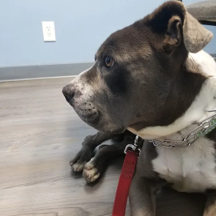 Blue Cross Animal Hospital Picture 4