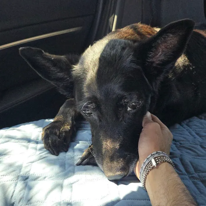 Blue Cross Animal Hospital Picture 7
