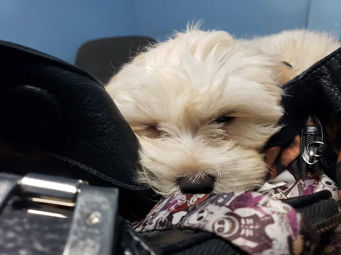 Blue Cross Animal Hospital Picture 2