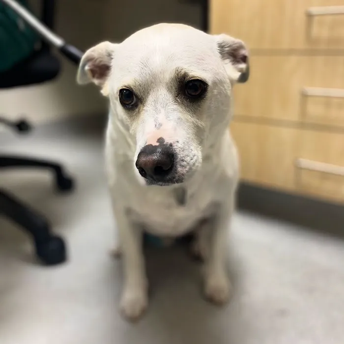 Peppertree Animal Hospital Picture 3