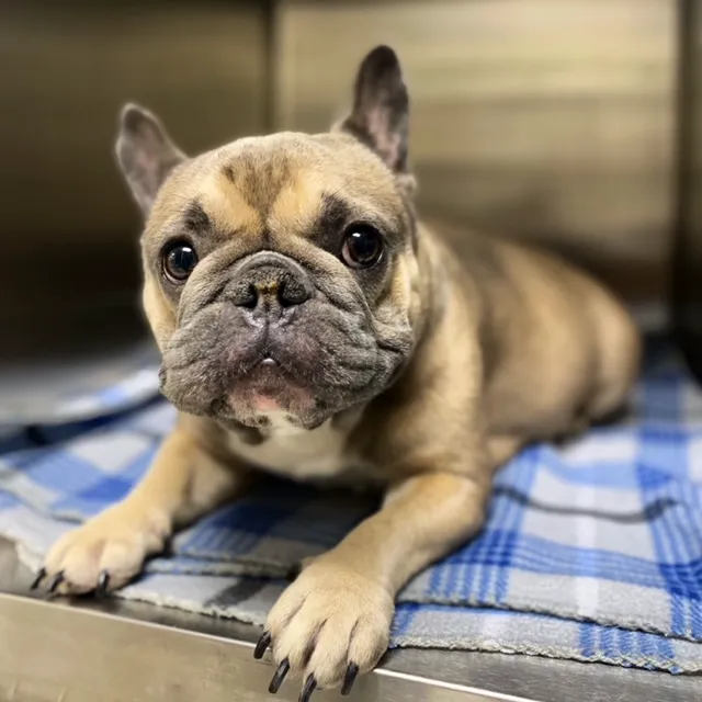 Peppertree Animal Hospital Picture 8