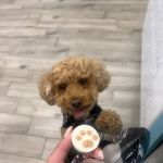 Doggie Beach Boutique