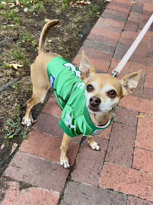 Doggie Beach Boutique Picture 5
