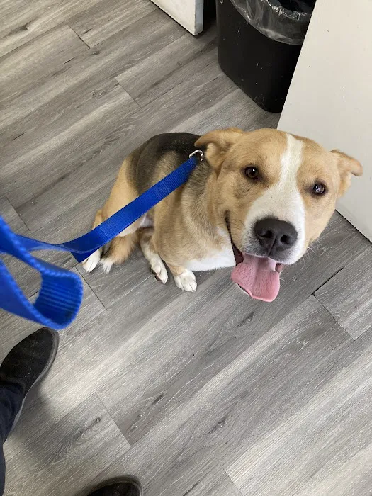 Francis Animal Hospital Picture 2