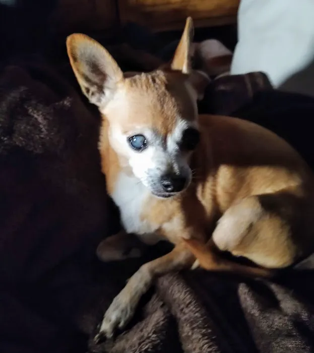 Francis Animal Hospital Picture 6