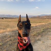 Francis Animal Hospital ico