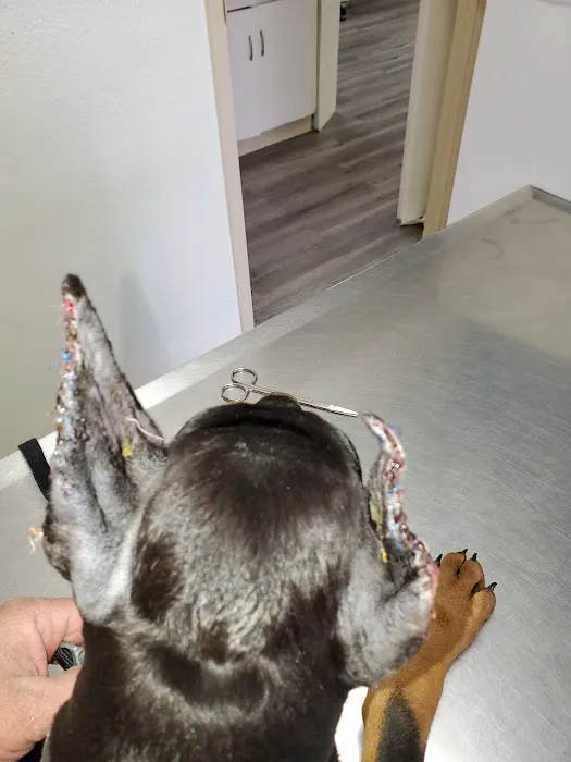 Francis Animal Hospital Picture 7