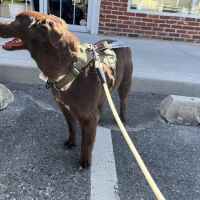 Dog Days Too! ico