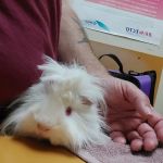 Chaparral Pet Hospital