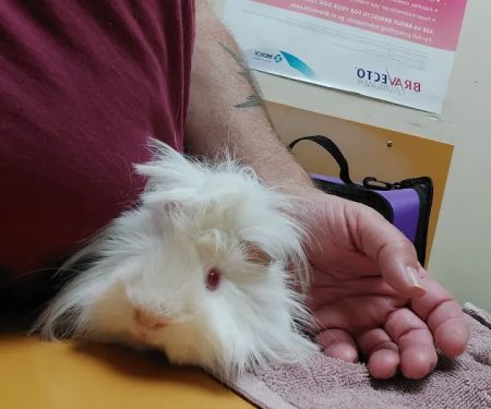 Chaparral Pet Hospital
