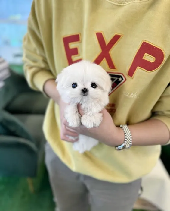 Teacup Maltipoo & yorkie puppies Pitbull puppies Picture 9