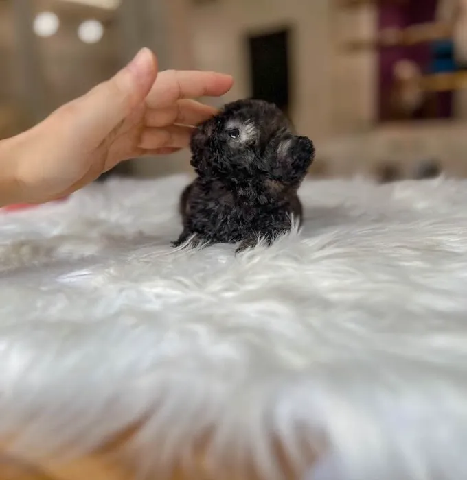 Teacup Maltipoo & yorkie puppies Pitbull puppies Picture 8