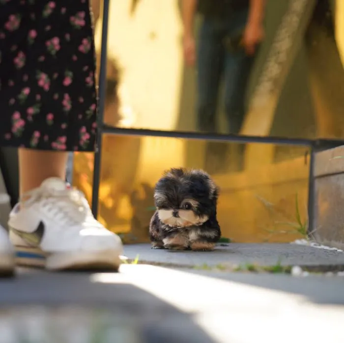 Teacup Maltipoo & yorkie puppies Pitbull puppies Picture 7