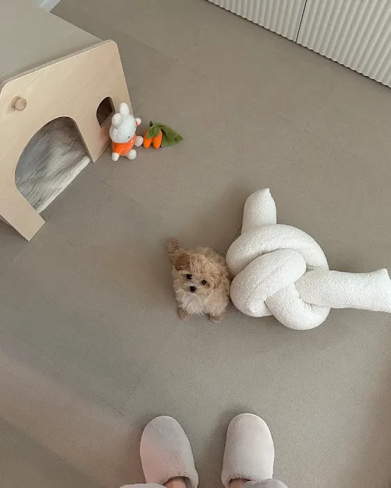 Teacup Maltipoo & yorkie puppies Pitbull puppies Picture 10