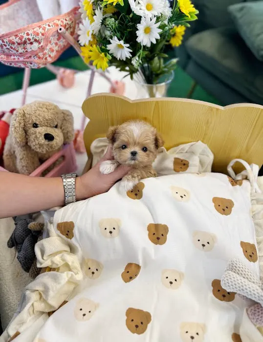 Teacup Maltipoo & yorkie puppies Pitbull puppies Picture 4