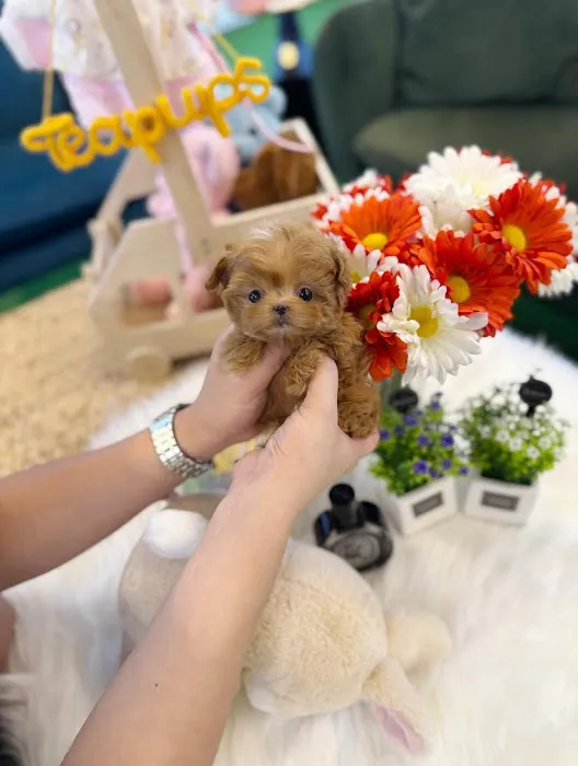 Teacup Maltipoo & yorkie puppies Pitbull puppies Picture 3