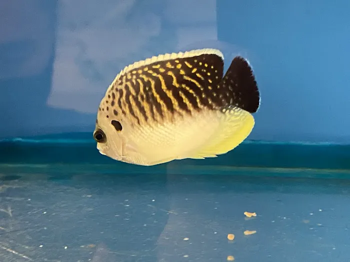First Choice Aquatics Picture 10