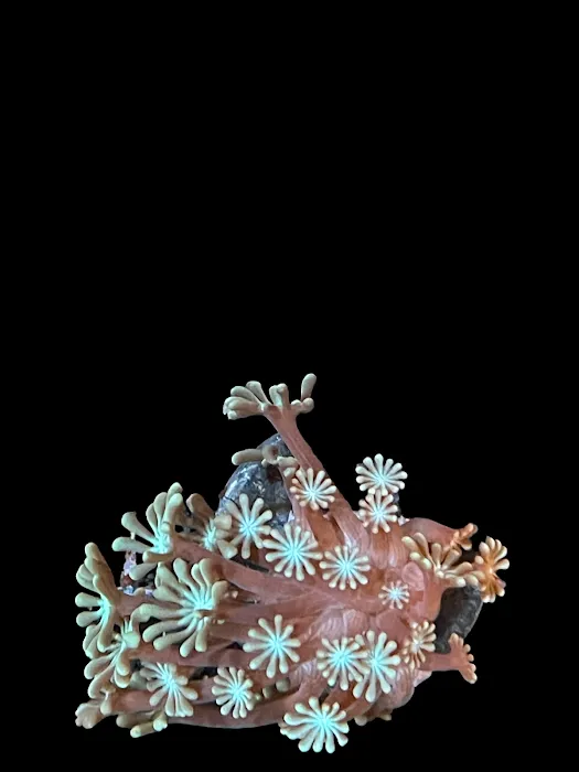 NJ House Of Coral Picture 9