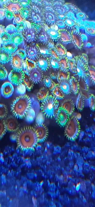 NJ House Of Coral Picture 3
