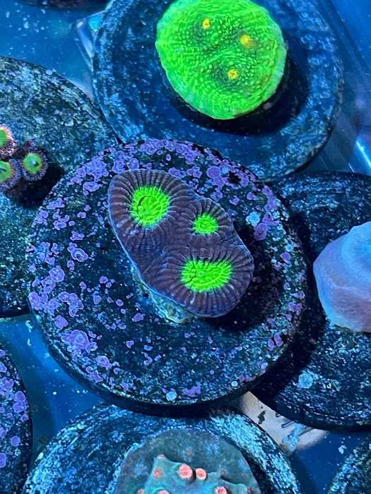 NJ House Of Coral Picture 7