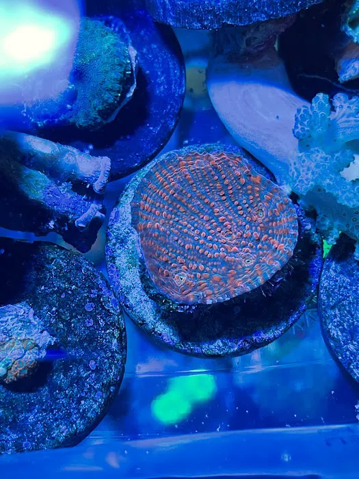 NJ House Of Coral Picture 8