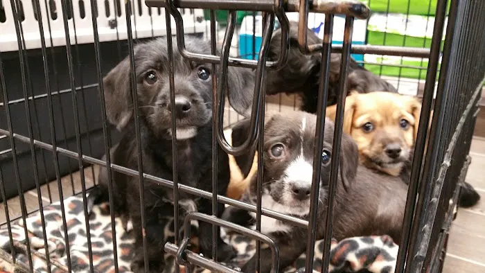 Banfield Pet Hospital Picture 9