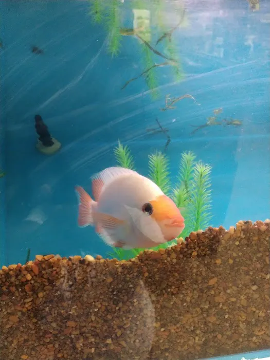 Pets Plus - Lawrenceville Picture 8