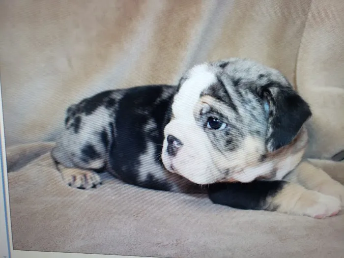 Pet Wonderland Inc Picture 6
