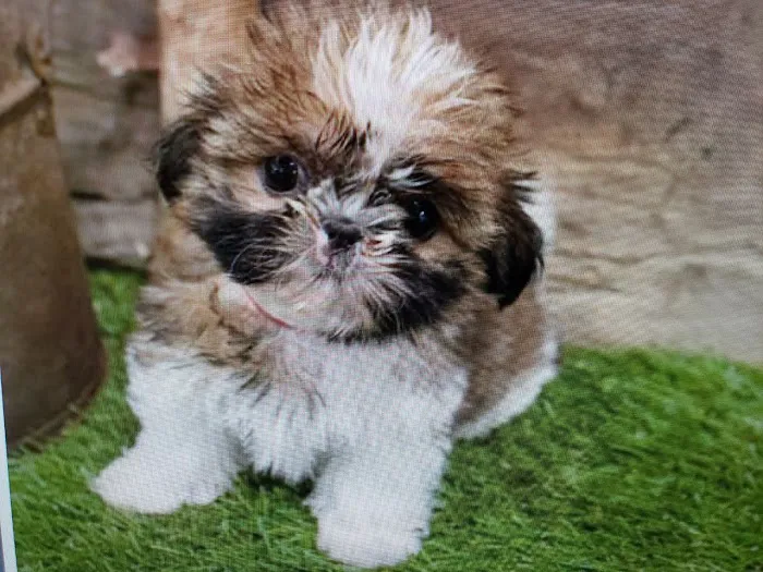 Pet Wonderland Inc Picture 2