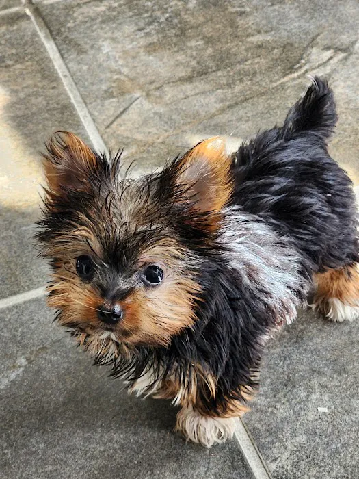Pet Wonderland Inc Picture 4