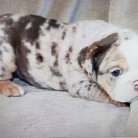 Pet Wonderland Inc ico