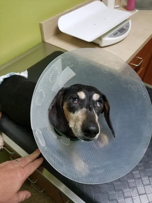 Petco Vaccination Clinic Picture 3