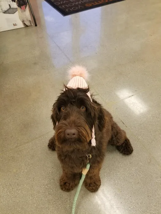 Petco Vaccination Clinic Picture 1