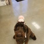 Petco Vaccination Clinic