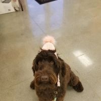 Petco Vaccination Clinic ico