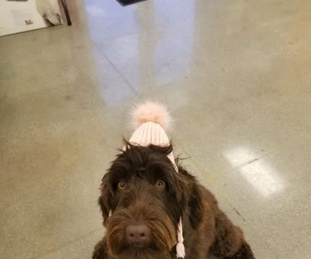 Petco Vaccination Clinic