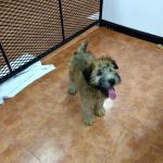 Tropic Pet Center Inc