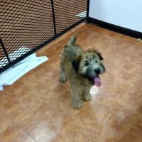 Tropic Pet Center Inc ico