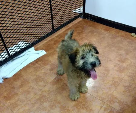 Tropic Pet Center Inc