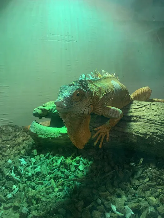 CDE Exotics and CDE Rescue Picture 3