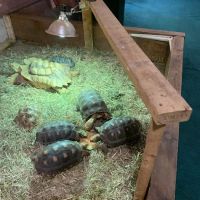 CDE Exotics and CDE Rescue ico