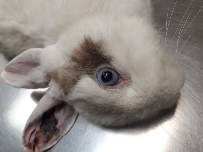 Baldy View Animal Hospital Picture 6