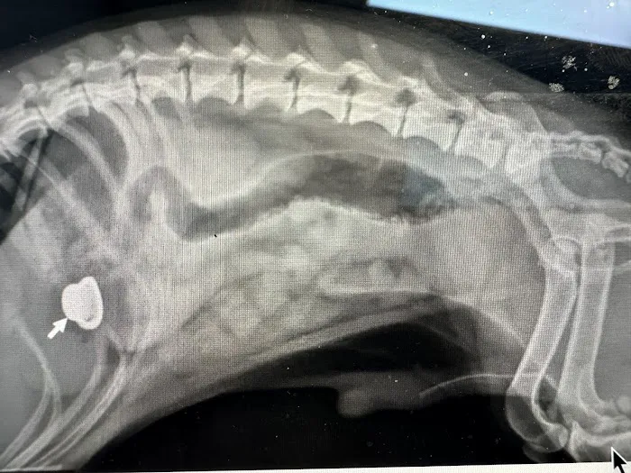 Baldy View Animal Hospital Picture 8