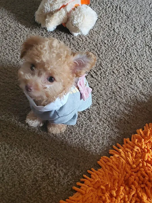 City Pet Hospital Picture 4