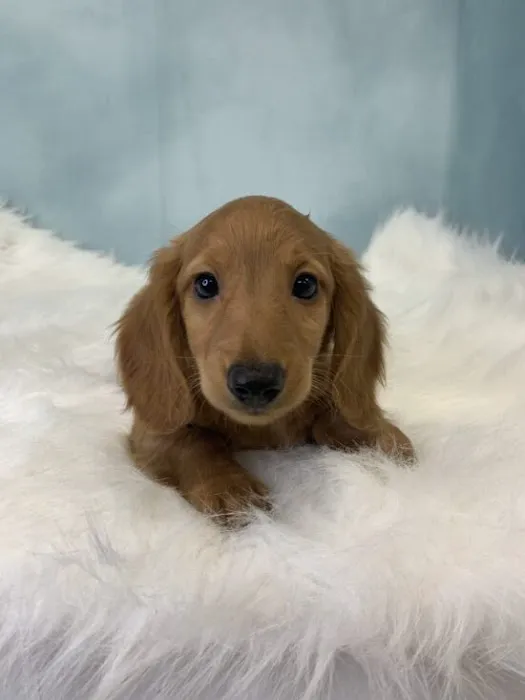 Puppies & More Picture 10