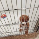 Puppies & More