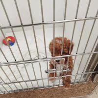 Puppies & More ico