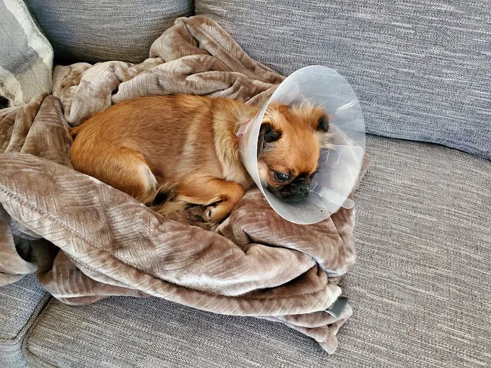 Chino Veterinary Hospital Picture 5